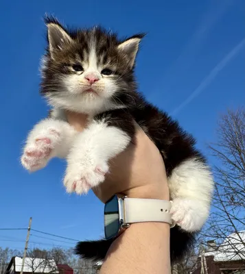 Maine Coon kitten