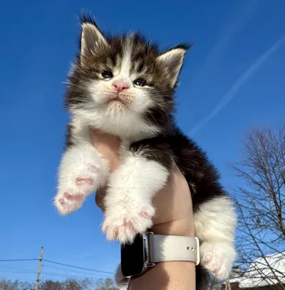 Maine Coon kitten