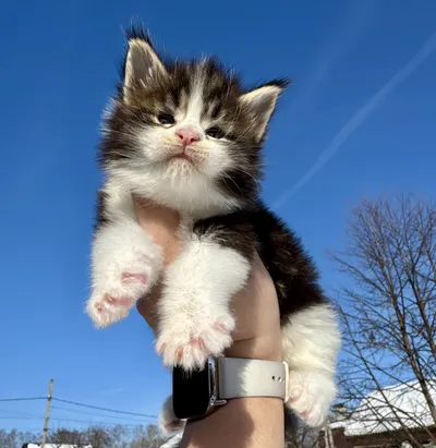 Maine Coon kitten