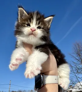 Котенок мейн-кун