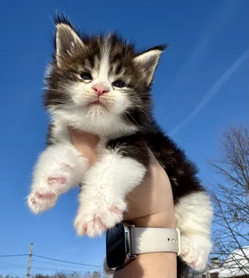 Maine Coon kitten