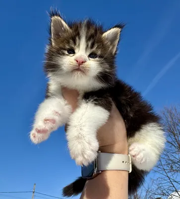 Maine Coon kitten