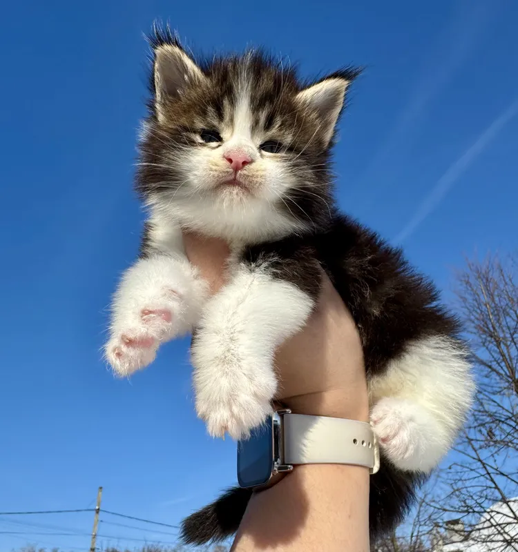 Maine Coon kitten Black classic Tabby (Brown) with white MCO n 22 03 Boy