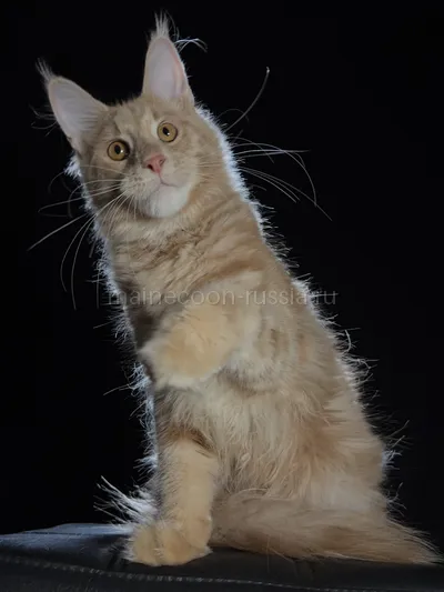 Cristofer — Maine Coon kitten, Cream MCO e