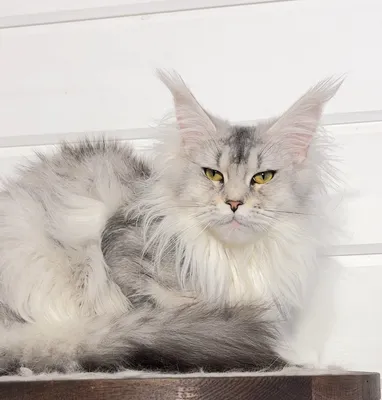 Котенок мейн-кун