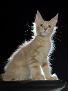 Elvis