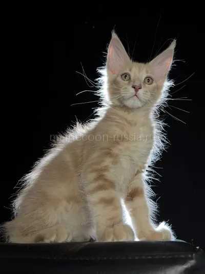Elvis — Котенок мейн-кун, Кремовый дым MCO es