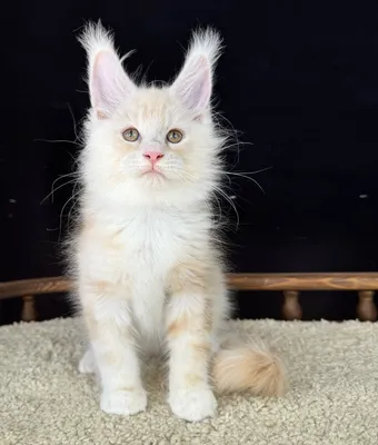 Maine Coon kitten
