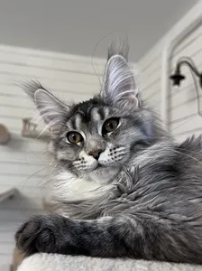 Gera