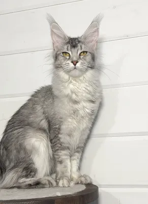 Котенок мейн-кун