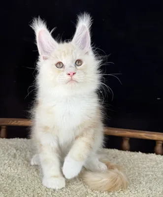Maine Coon kitten