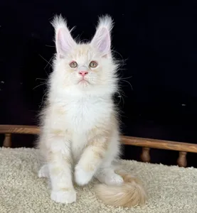 Котенок мейн-кун
