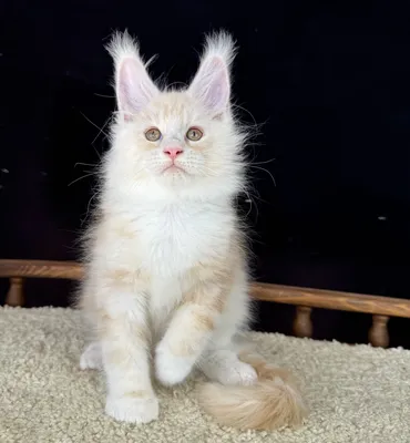 Maine Coon kitten