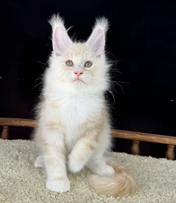 Maine Coon kitten