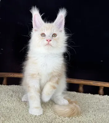 Maine Coon kitten