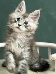 Maine Coon kitten