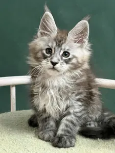 Maine Coon kitten