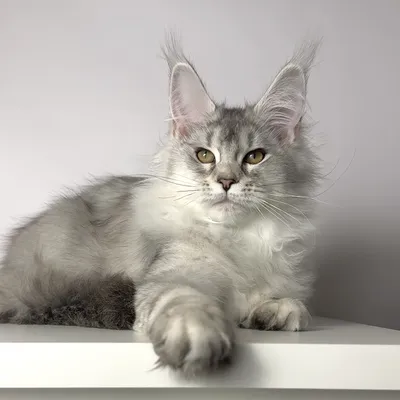 Котенок мейн-кун