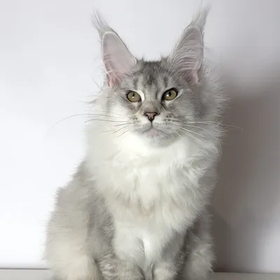 Котенок мейн-кун