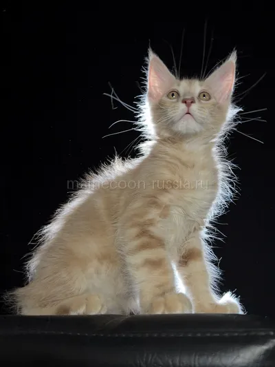 Elvis — Котенок мейн-кун, Кремовый дым MCO es