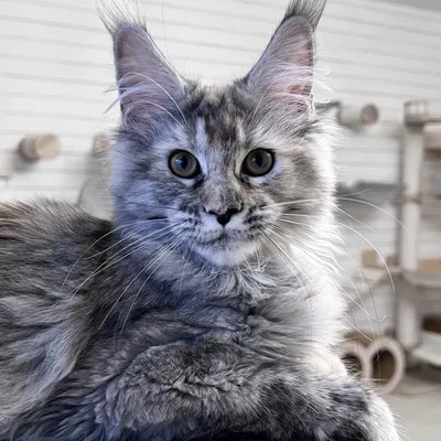 Котенок мейн-кун