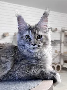 Котенок мейн-кун