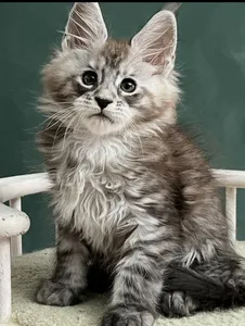 Maine Coon kitten