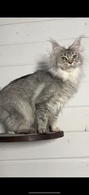 Котенок мейн-кун