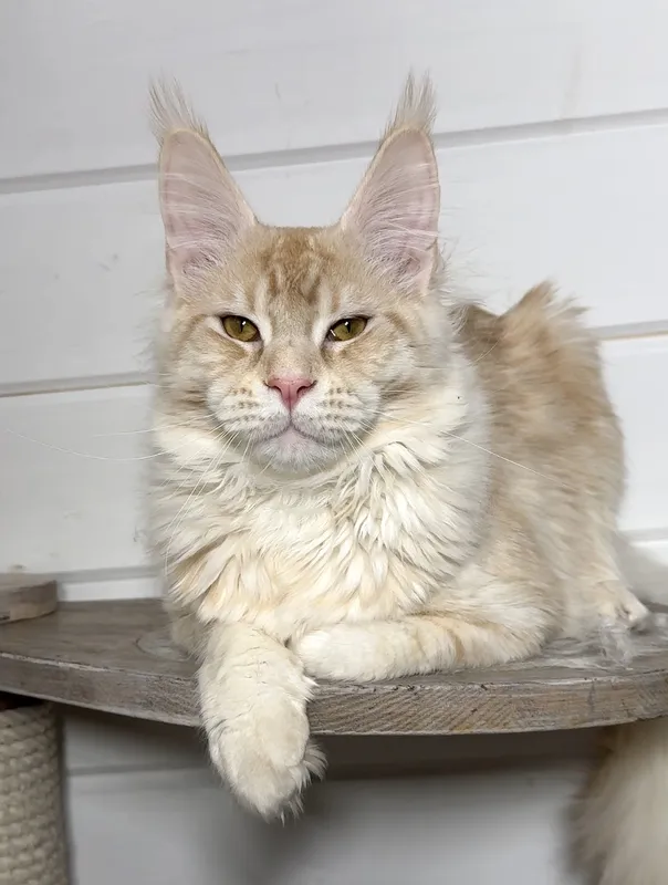 Maine Coon kitten Red Silver marble, rossetes blotched MCO ds 25 Boy