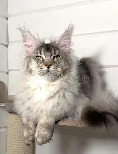 Maine Coon kitten