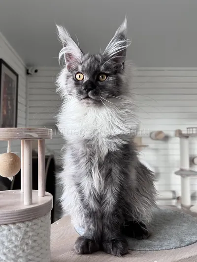 Gabrielle — Котенок мейн-кун, Черный дым MCO ns