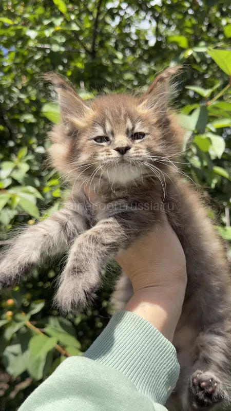Maine Coon kitten Tortie MCO f Girl