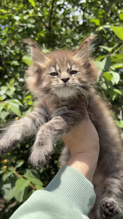 Котенок мейн-кун