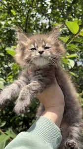 Maine Coon kitten