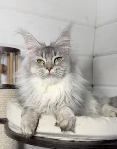 Котенок мейн-кун