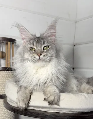 Котенок мейн-кун