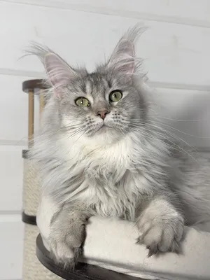 Котенок мейн-кун