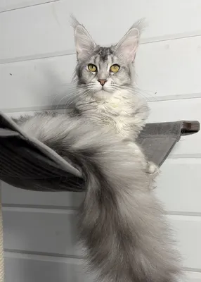 Котенок мейн-кун