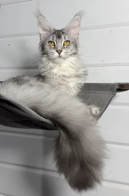 Котенок мейн-кун