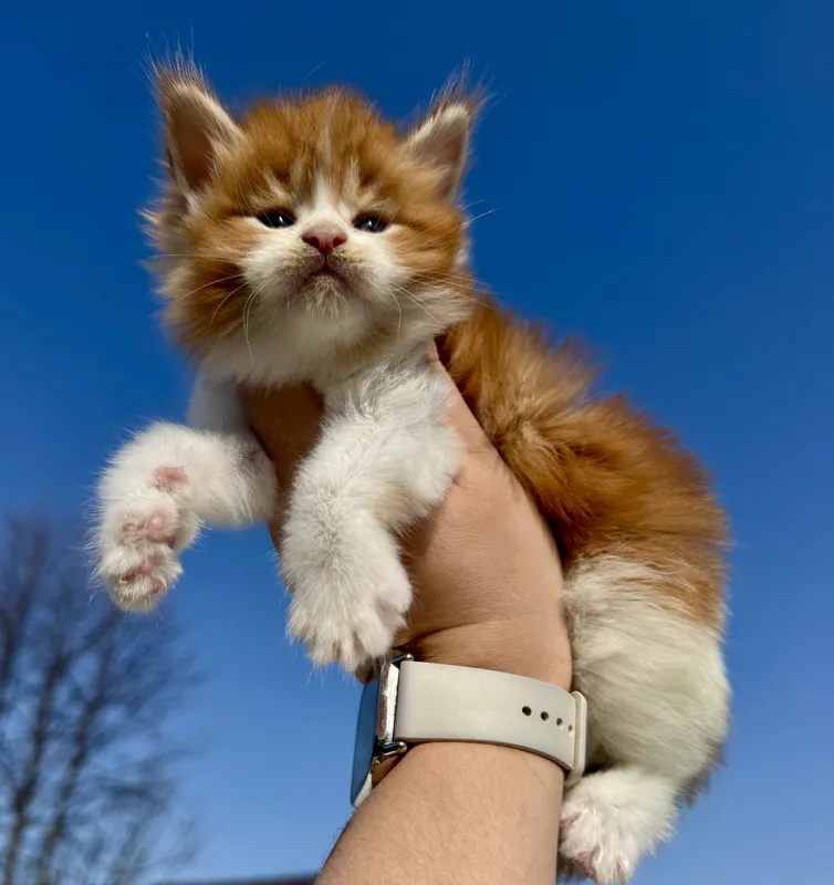 Maine Coon kitten Red Classic Tabby with white MCO d 22 03 Boy