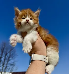 Maine Coon kitten