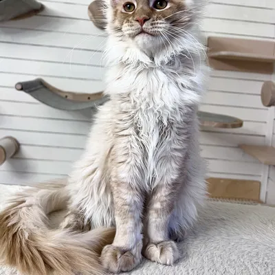 Котенок мейн-кун