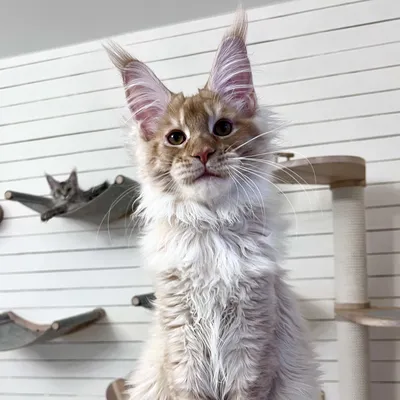 Котенок мейн-кун
