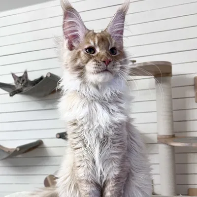 Котенок мейн-кун