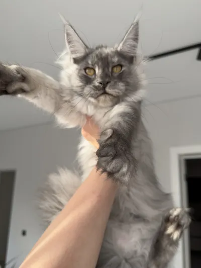 Котенок мейн-кун