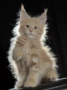 Котенок мейн-кун