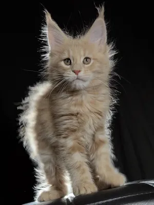 Котенок мейн-кун