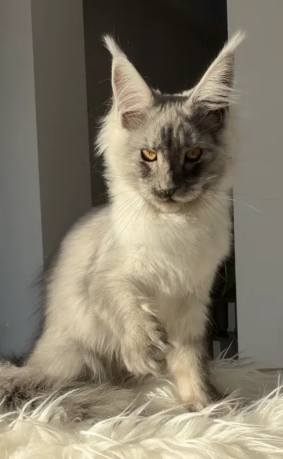 Котенок мейн-кун