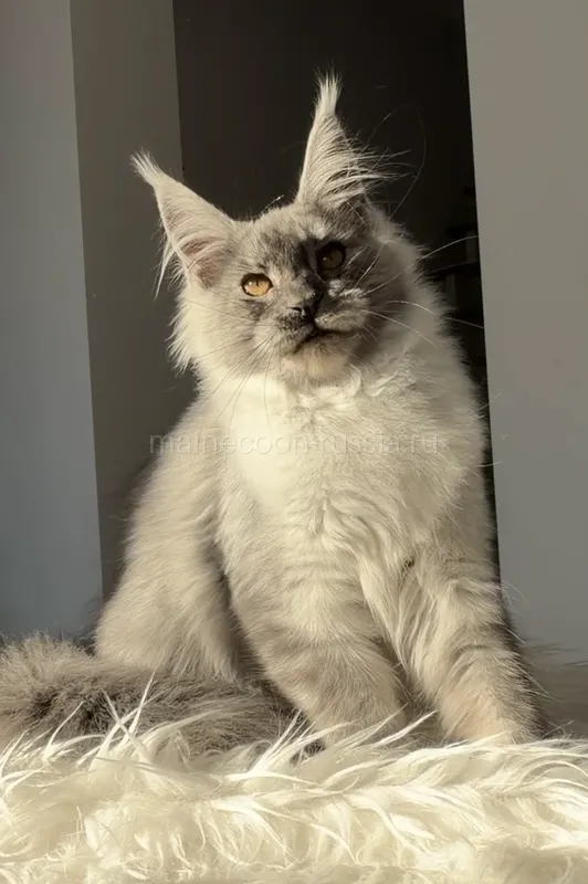 Maine Coon kitten Black smoke MCO ns  Girl
