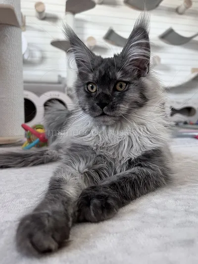 Gabrielle — Котенок мейн-кун, Черный дым MCO ns
